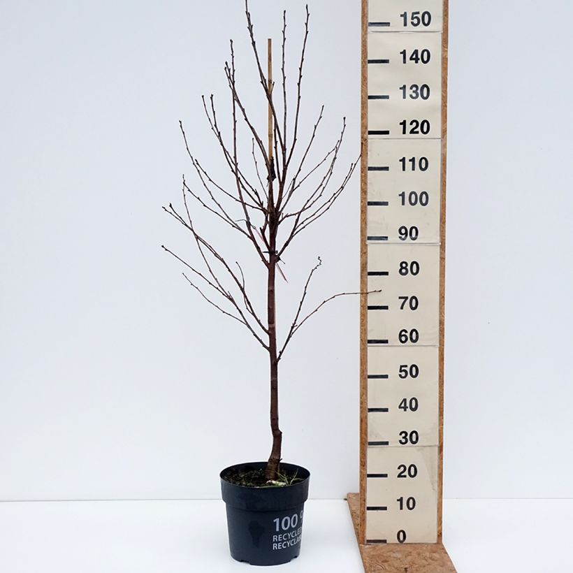 Prunus cerasus Kelleriis16 - Morello Cherry 4L/5L pot, Quarter standard sample as delivered in autumn