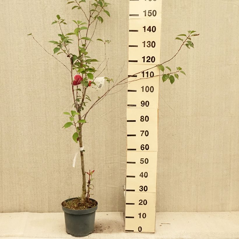 Prunus cerasus  Kelleriis15 - Tart Cherry 7.5L/10L pot, Goblet sample as delivered in summer