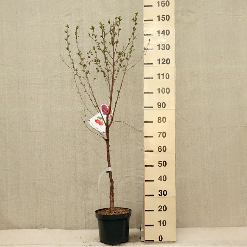 Prunus cerasus  Kelleriis15 - Tart Cherry 7.5L/10L pot, Goblet sample as delivered in spring