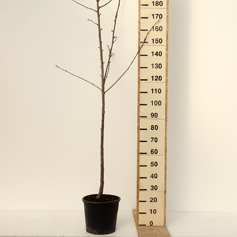 Prunus avium Kordia- Cherry Tree 20L/25L pot, Half standard sample as delivered in winter