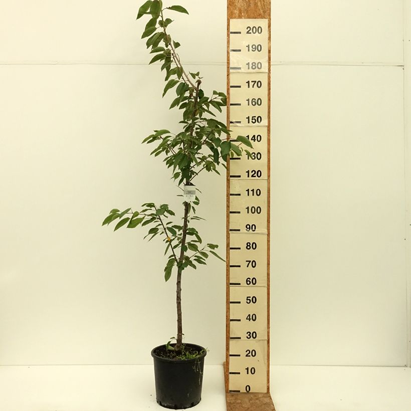Prunus avium Kordia- Cherry Tree 20L/25L pot, Half standard sample as delivered in summer