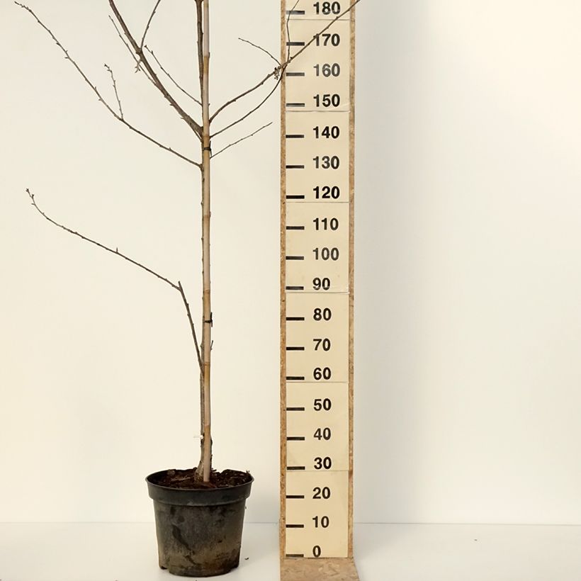 Prunus avium Kunzego (Kunzes Kirche) - Cherry Tree 20L/25L pot, Half standard sample as delivered in winter