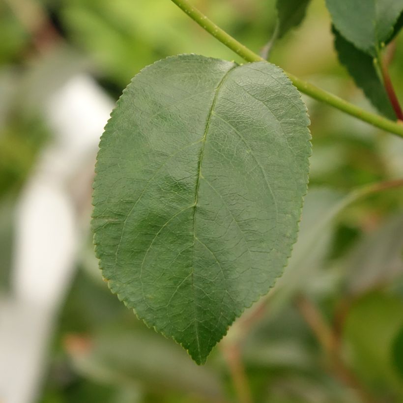 Prunus Cherry Baby - Dwarf Cherry (Foliage)