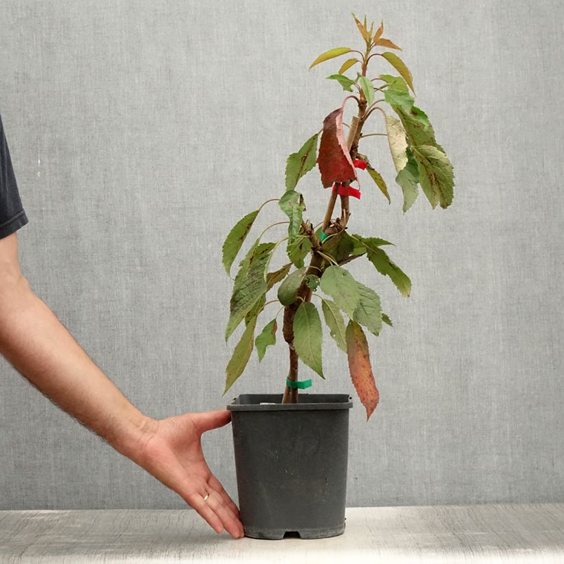 Prunus cerasus Fruit Me Cherry Me Lapins - Tart Cherry Tree 4L/5L pot, Dwarf sample as delivered in summer