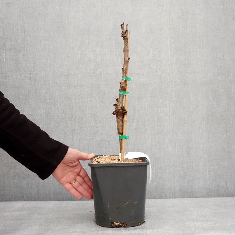 Prunus cerasus Fruit Me Cherry Me Lapins - Tart Cherry Tree 4L/5L pot, Dwarf sample as delivered in winter