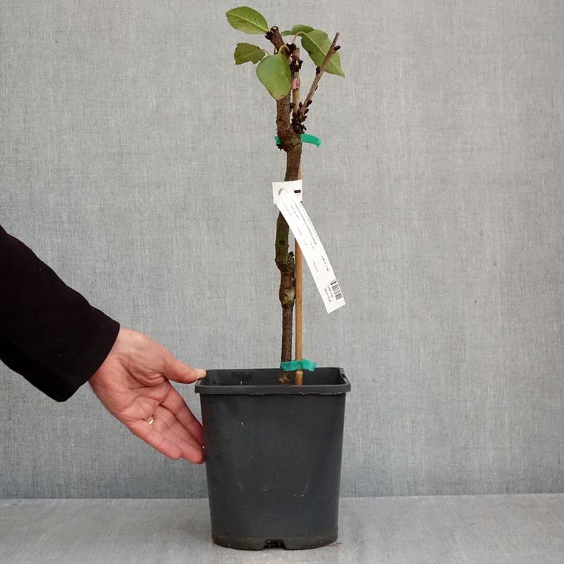 Prunus cerasus Fruit Me Cherry Me Lapins - Tart Cherry Tree 4L/5L pot, Dwarf sample as delivered in autumn