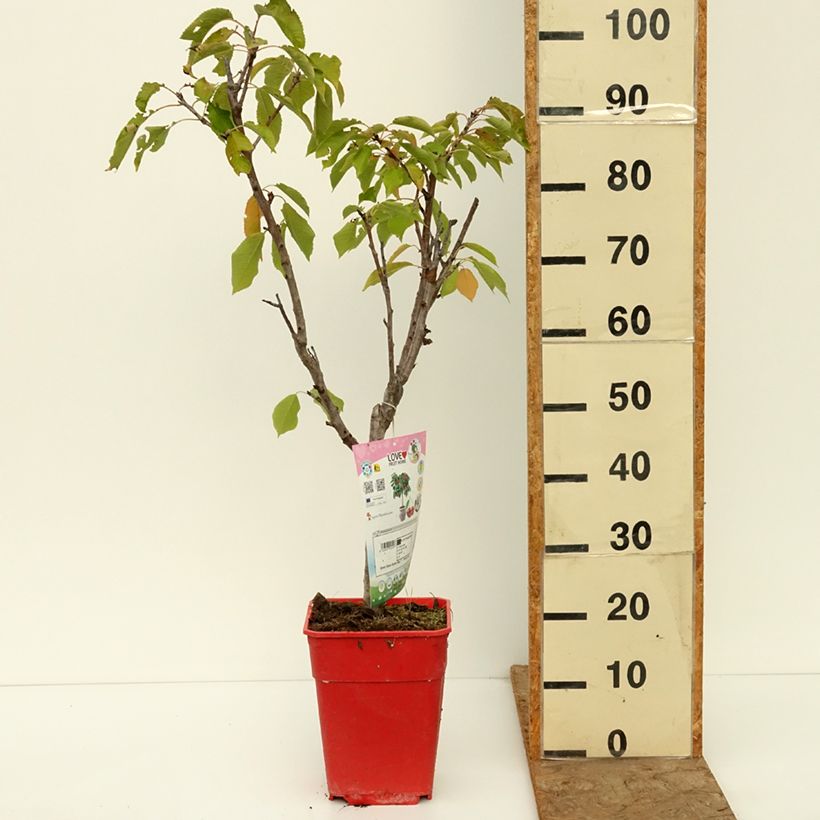 Prunus avium Garden Bing - Cherry Tree 6L/7L pot, Quarter standard sample as delivered in autumn