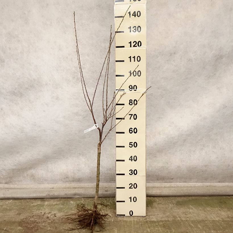 Prunus cerasus Griotella - Tart Cherry Tree Bare root, Quarter standard sample as delivered in autumn