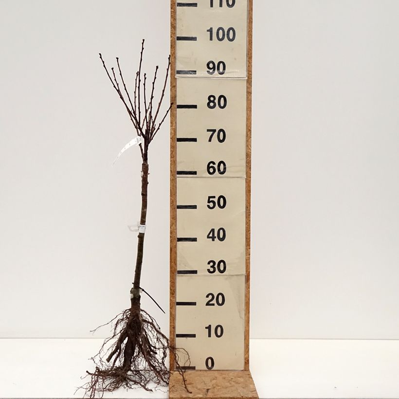 Prunus cerasus Griotella - Tart Cherry Tree Bare root, Quarter standard sample as delivered in winter