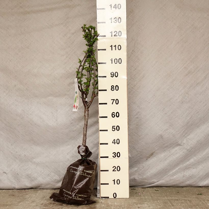 Prunus cerasus Maynard - Tart Cherry Ready-to-plant root ball, Quarter standard sample as delivered in spring