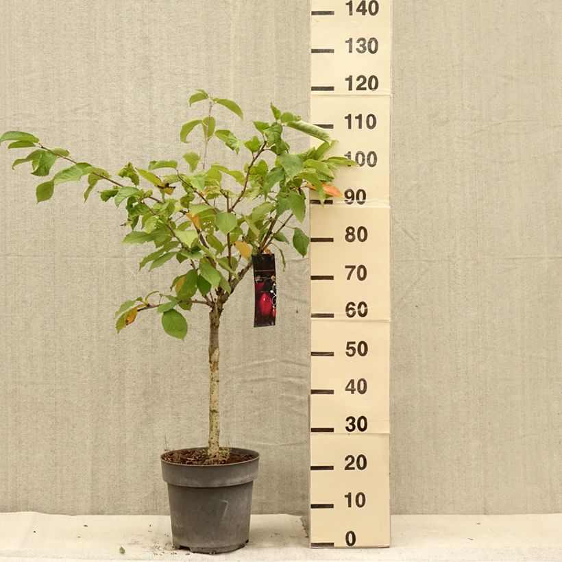 Prunus avium Piemont - Wild Cherry 7.5L/10L pot, Quarter standard sample as delivered in summer