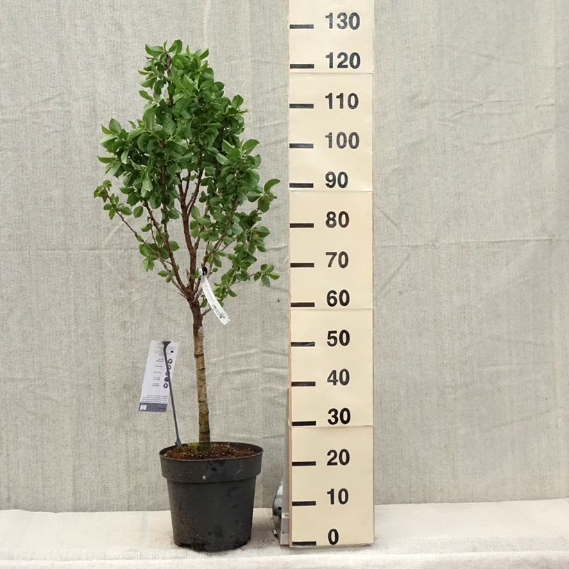 Prunus avium Piemont - Wild Cherry 7.5L/10L pot, Quarter standard sample as delivered in spring