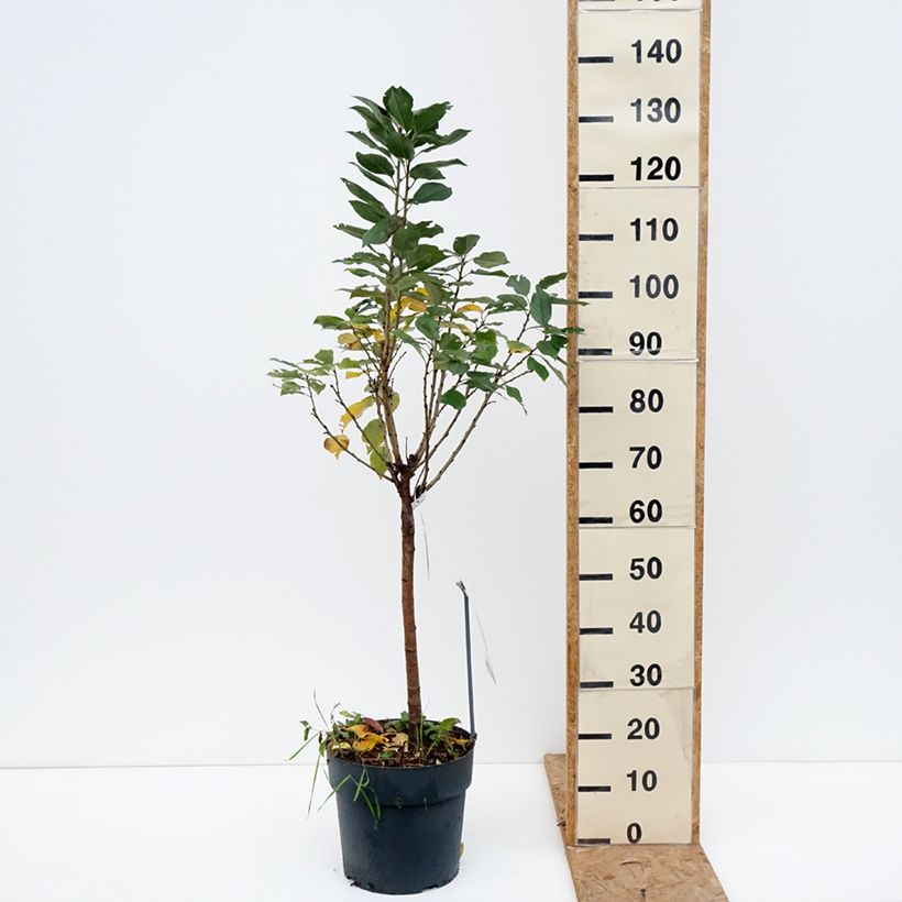 Prunus avium Piemont - Wild Cherry 7.5L/10L pot, Quarter standard sample as delivered in autumn