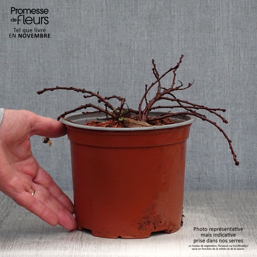 Prunus pumila Depressa 2L/3L pot sample as delivered in autumn