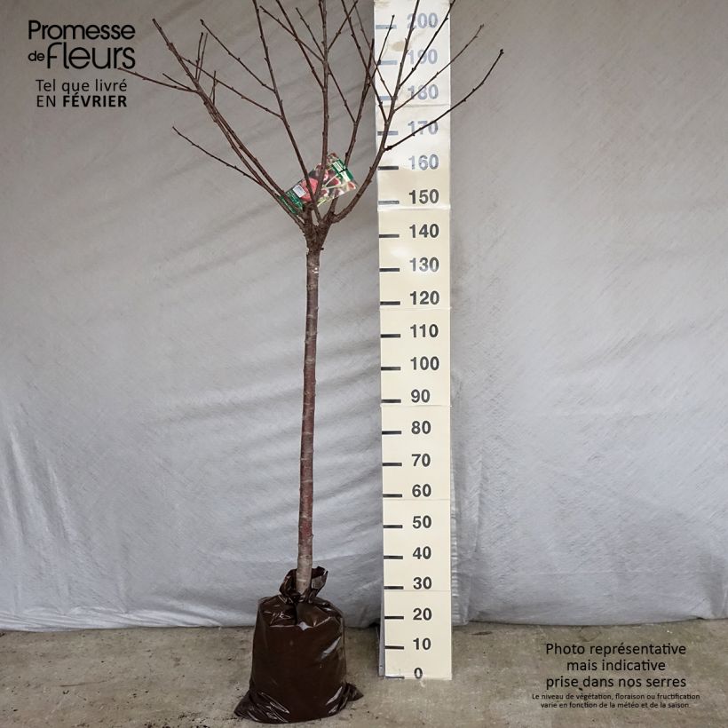 Prunus cerasus Cerise Allégria Delbard - Tart Cherry Tree Ready-to-plant root ball, Half standard sample as delivered in winter