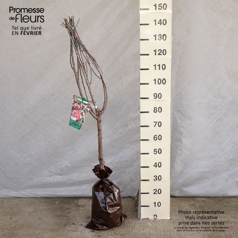 Prunus cerasus Cerise Allégria Delbard - Tart Cherry Tree Ready-to-plant root ball, Goblet sample as delivered in winter