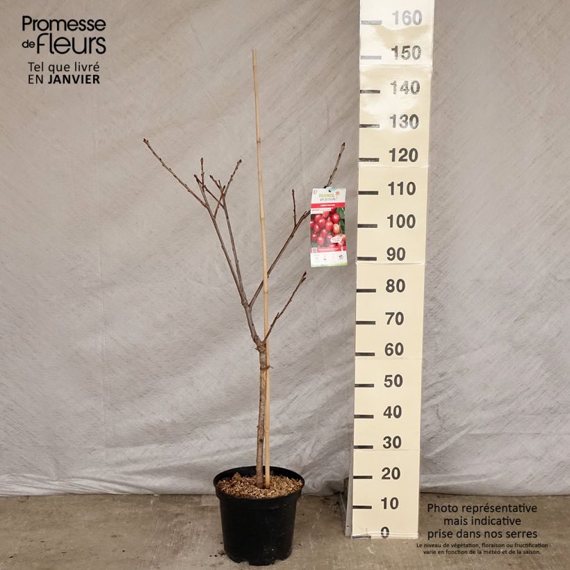 Prunus cerasus Rainier - Tart Cherry 7.5L/10L pot, Goblet sample as delivered in winter