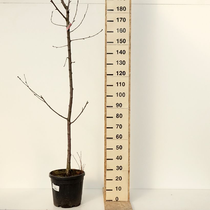 Prunus avium Regina- Cherry Tree 20L/25L pot, Half standard sample as delivered in winter