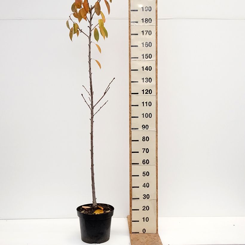 Prunus avium Regina- Cherry Tree 20L/25L pot, Half standard sample as delivered in autumn