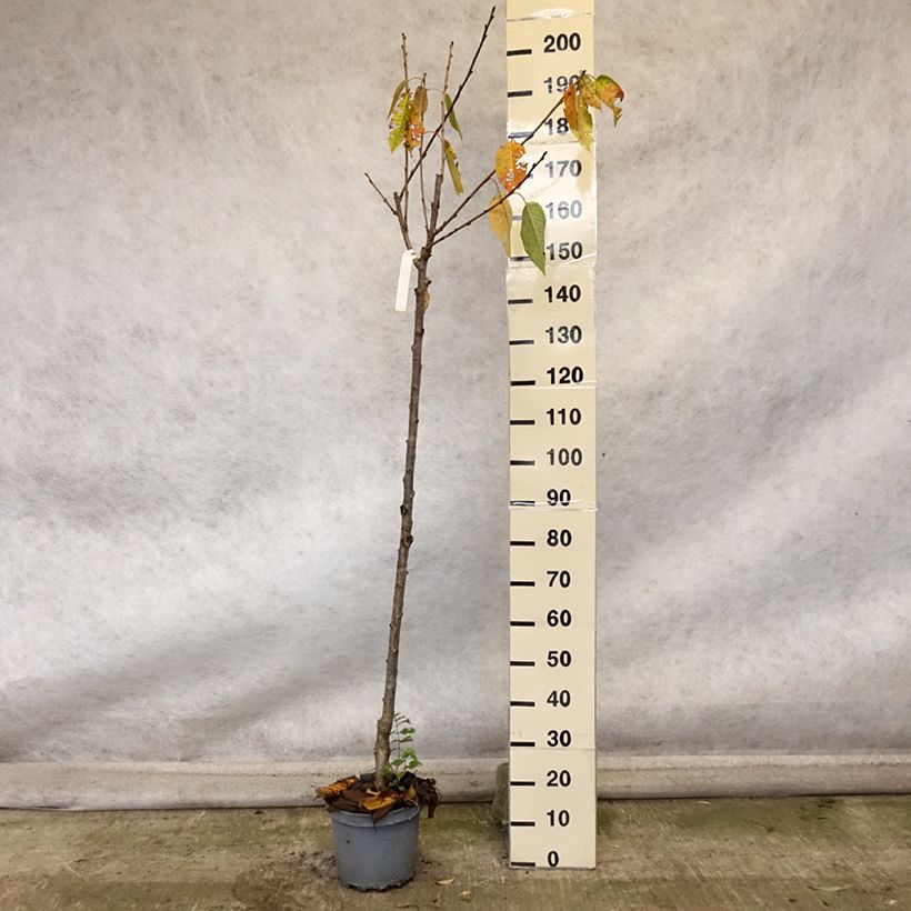 Prunus avium Schneiders Späte Knorpelkirsche - Cherry Tree 7.5L/10L pot, Half standard sample as delivered in autumn