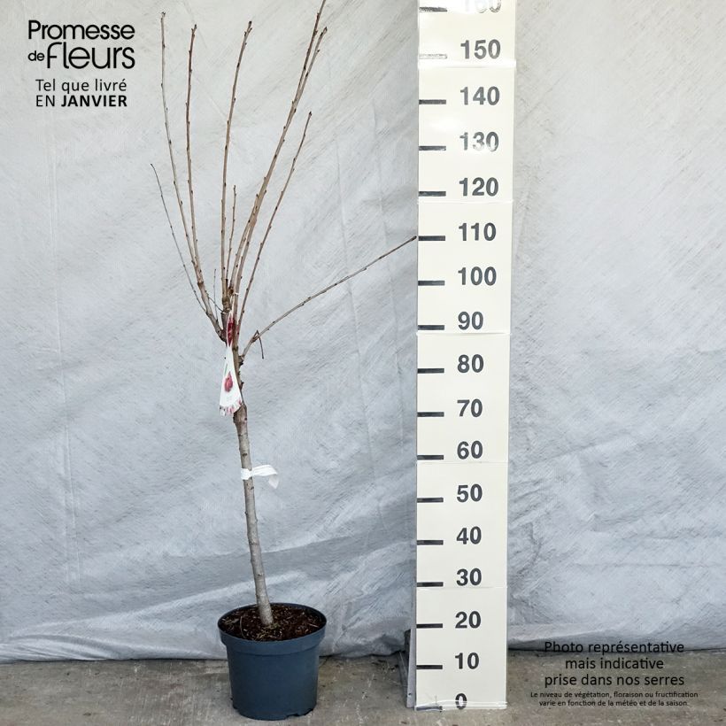 Prunus avium Schneiders Späte Knorpelkirsche - Cherry Tree 7.5L/10L pot, Goblet sample as delivered in winter