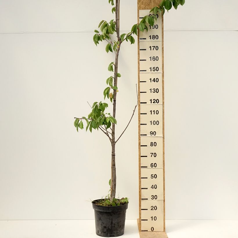 Prunus avium Staccato- Cherry Tree 20L/25L pot, Half standard sample as delivered in spring