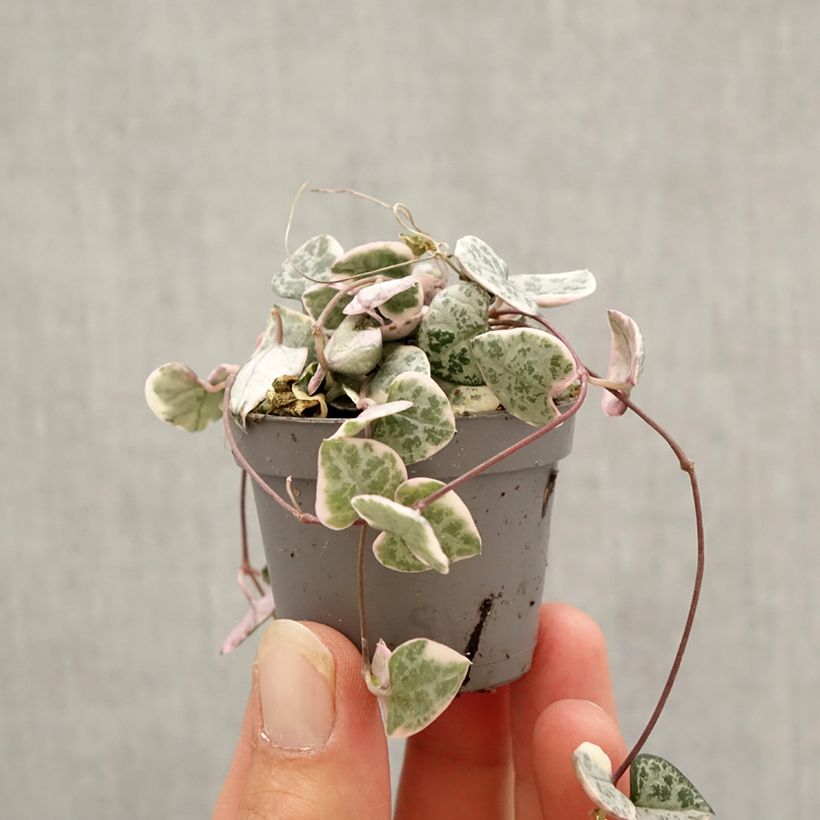 String of heart plant - Ceropegia woodii Variegata Mini-plante sample as delivered in autumn