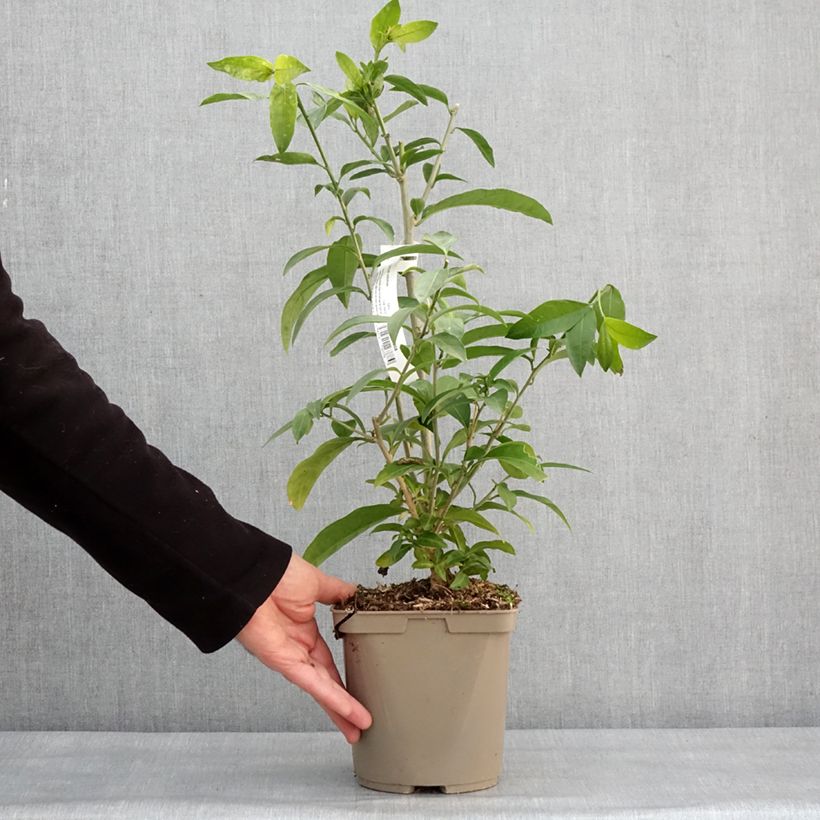 Cestrum nocturnum 3L/4L pot sample as delivered in winter