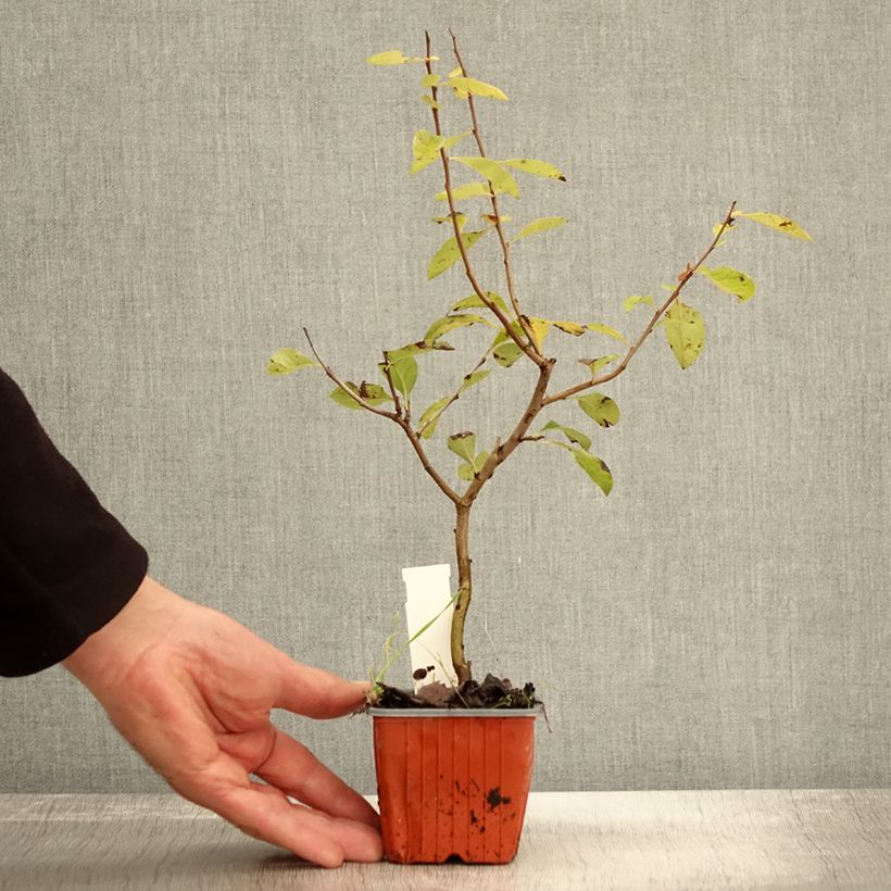 Chaenomeles superba Nicoline - Flowering Quince 8/9 cm pot sample as delivered in autumn