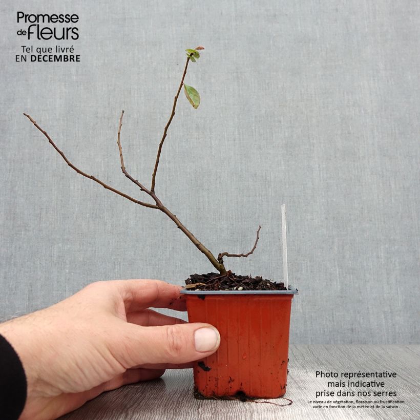 Chaenomeles superba Nicoline - Flowering Quince 8/9 cm pot sample as delivered in winter