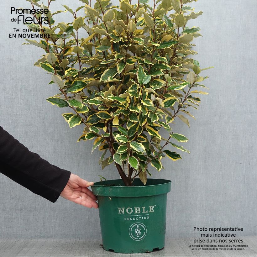 Elaeagnus ebbingei Viveleg - Oleaster 7.5L/10L pot sample as delivered in autumn