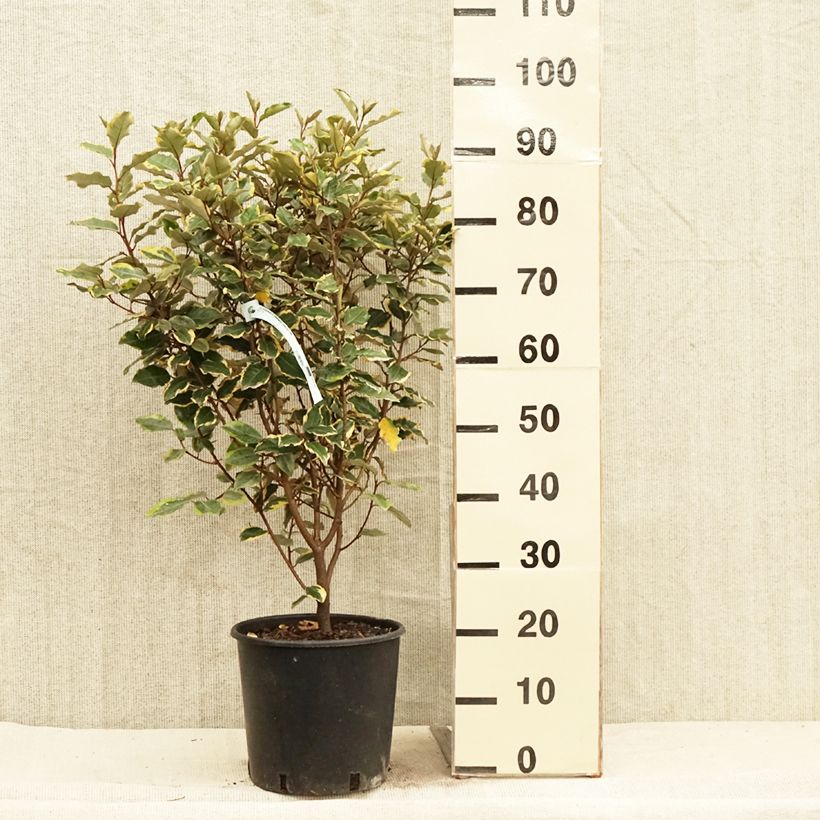 Elaeagnus ebbingei Viveleg - Oleaster 7.5L/10L pot sample as delivered in spring