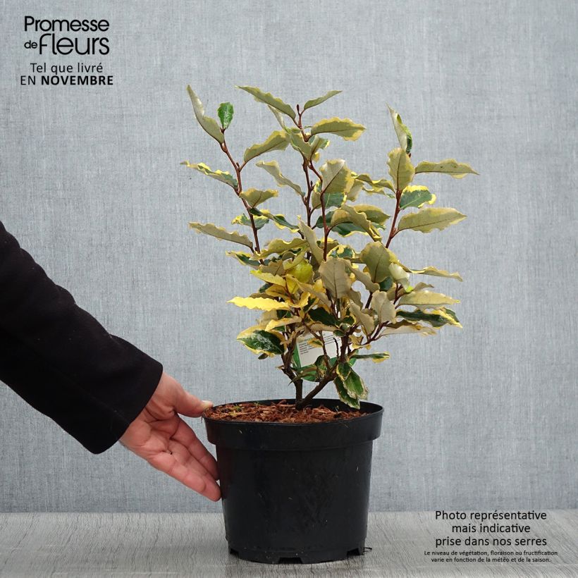 Elaeagnus ebbingei Viveleg - Oleaster 3L/4L pot sample as delivered in autumn