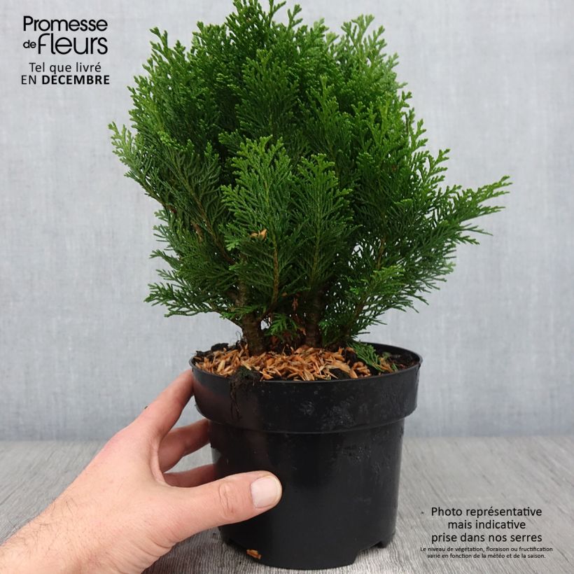 Chamaecyparis lawsoniana Minima Glauca - Lawson Cypress 2L/3L pot sample as delivered in autumn