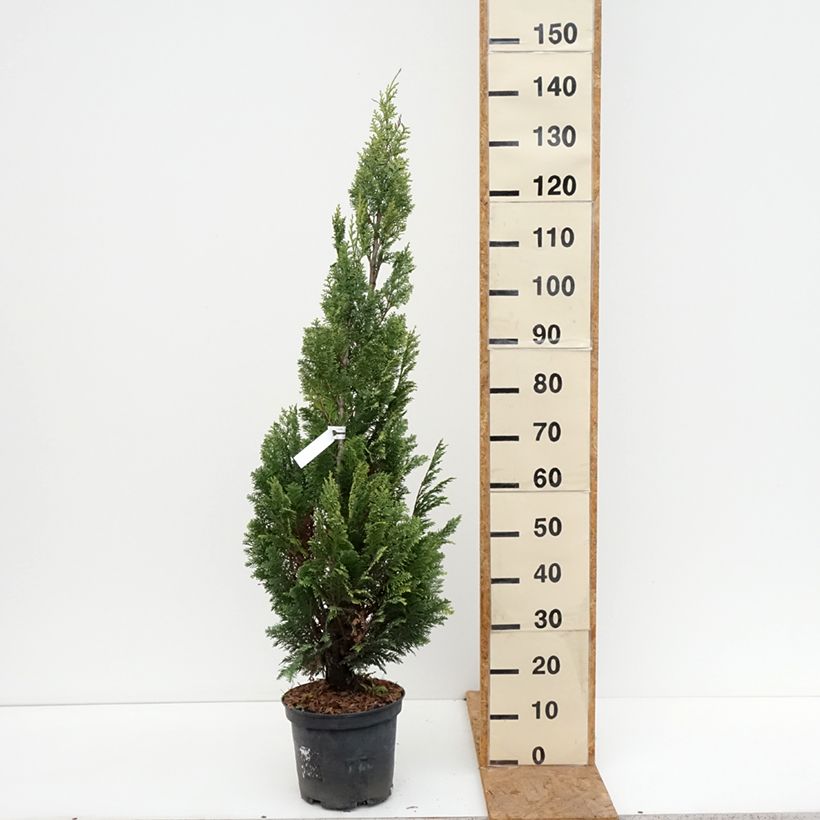Chamaecyparis lawsoniana Alumigold - Lawson Cypress 7.5L/10L pot sample as delivered in autumn