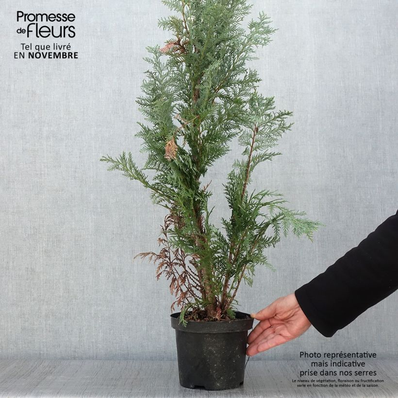 Chamaecyparis lawsoniana Alumii - Lawson Cypress 3L/4L pot sample as delivered in autumn