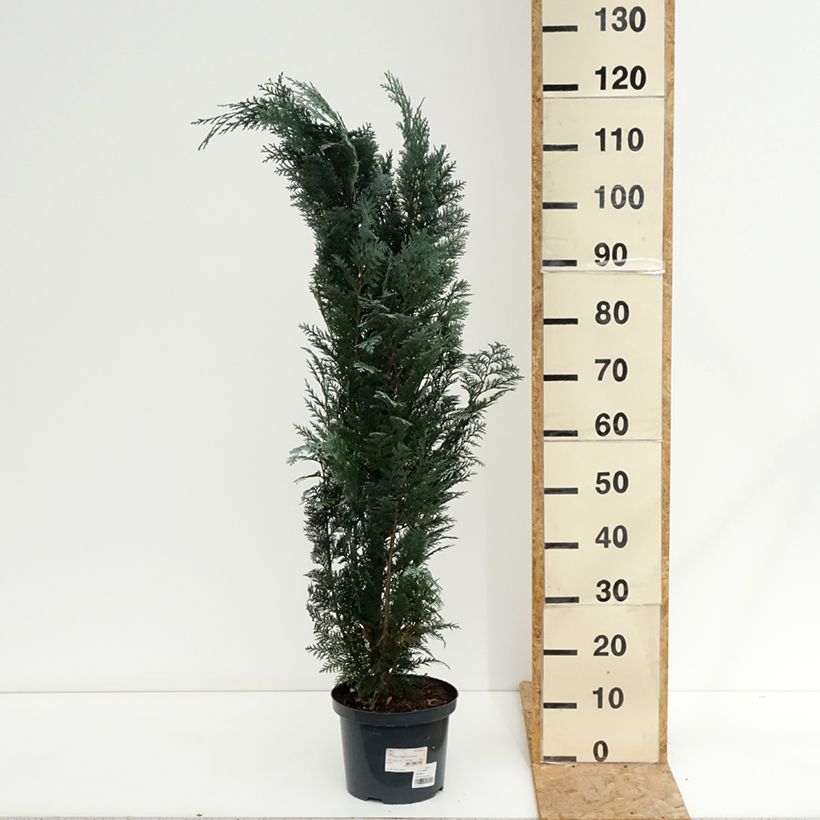 Chamaecyparis lawsoniana Columnaris - Lawson Cypress 4L/5L pot sample as delivered in summer