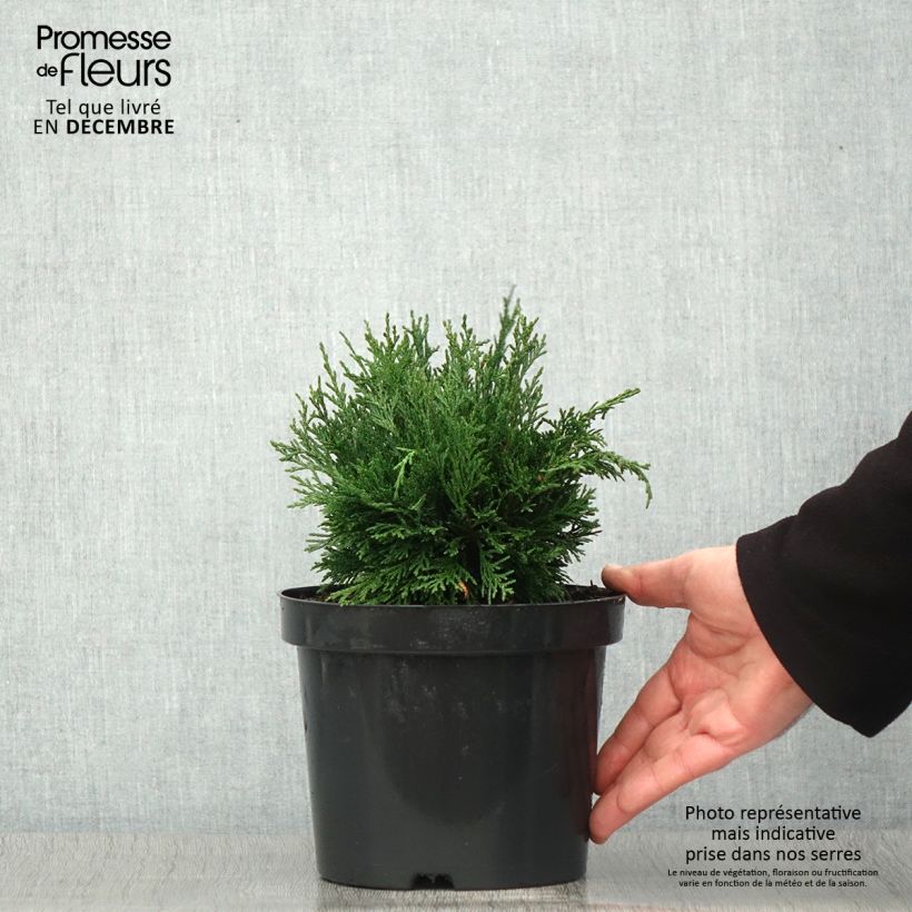 Chamaecyparis lawsoniana Green Globe - Lawson Cypress 2L/3L pot sample as delivered in autumn