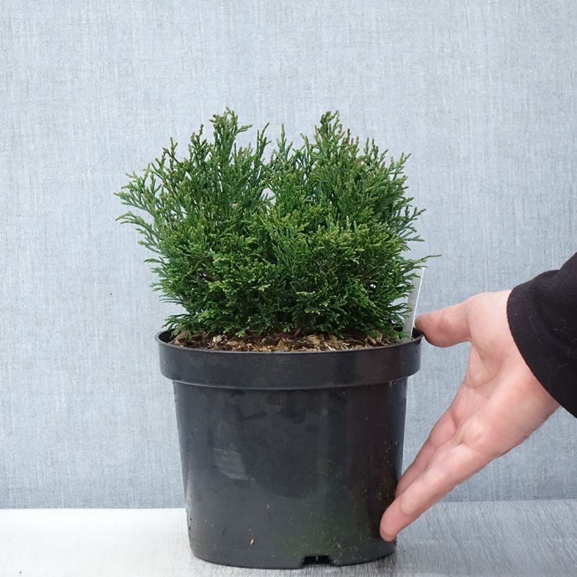 Chamaecyparis lawsoniana Green Globe - Lawson Cypress 2L/3L pot sample as delivered in spring