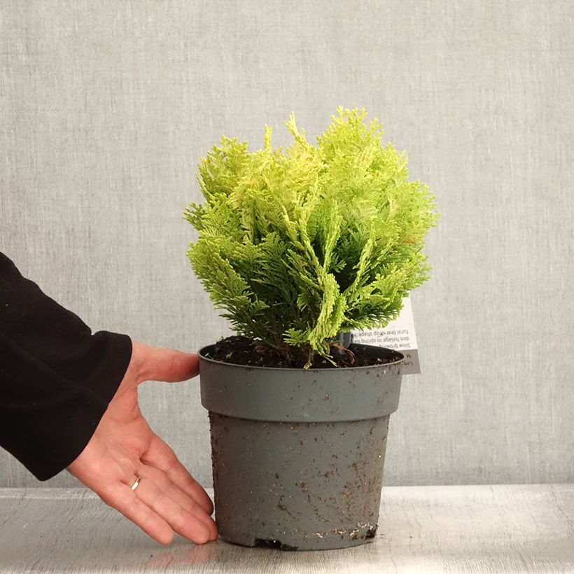 Chamaecyparis lawsoniana Minima Aurea - Lawson Cypress 2L/3L pot sample as delivered in autumn