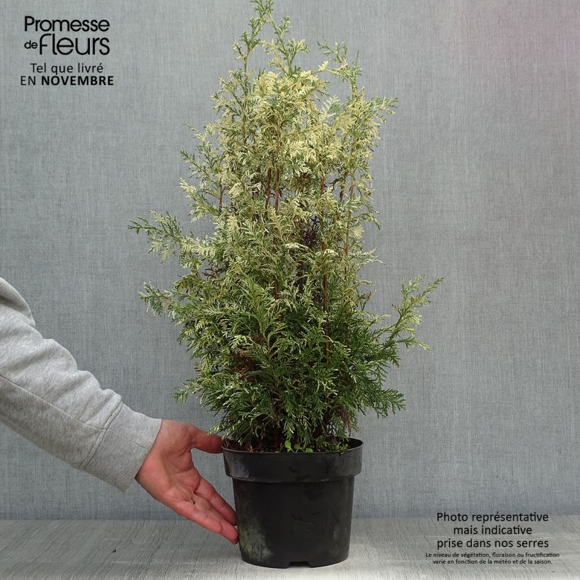 Chamaecyparis lawsoniana Pearly Swirls - Lawson Cypress 2L/3L pot sample as delivered in autumn