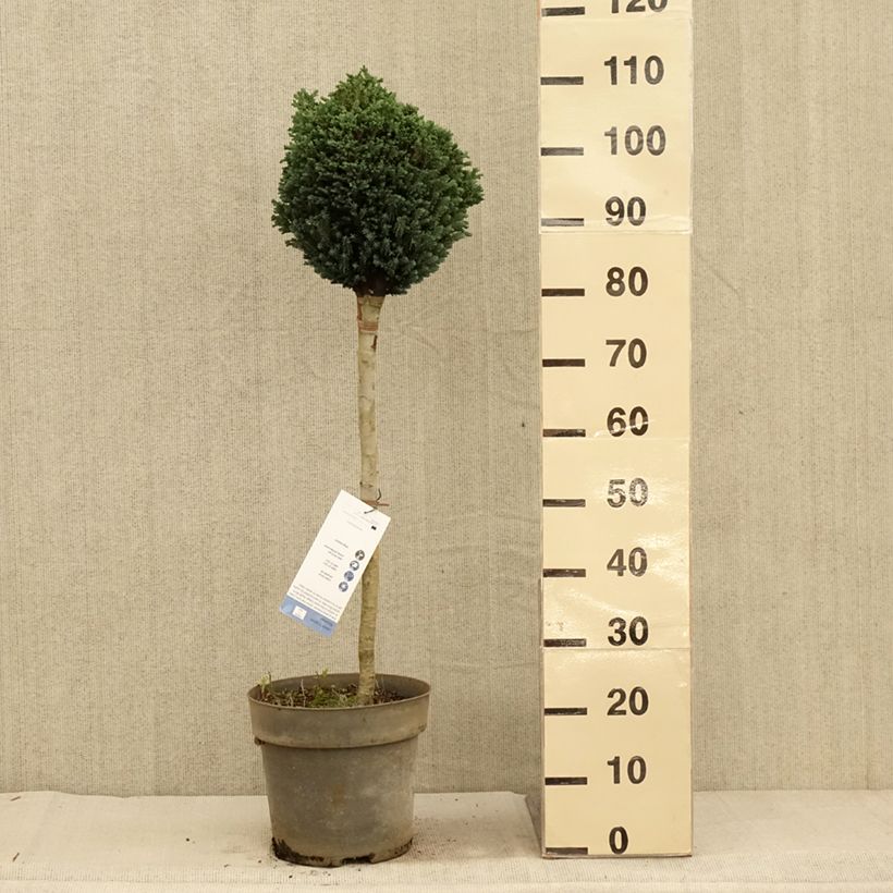 Chamaecyparis lawsoniana Rimpelaar - Lawson Cypress 7.5L/10L pot sample as delivered in autumn
