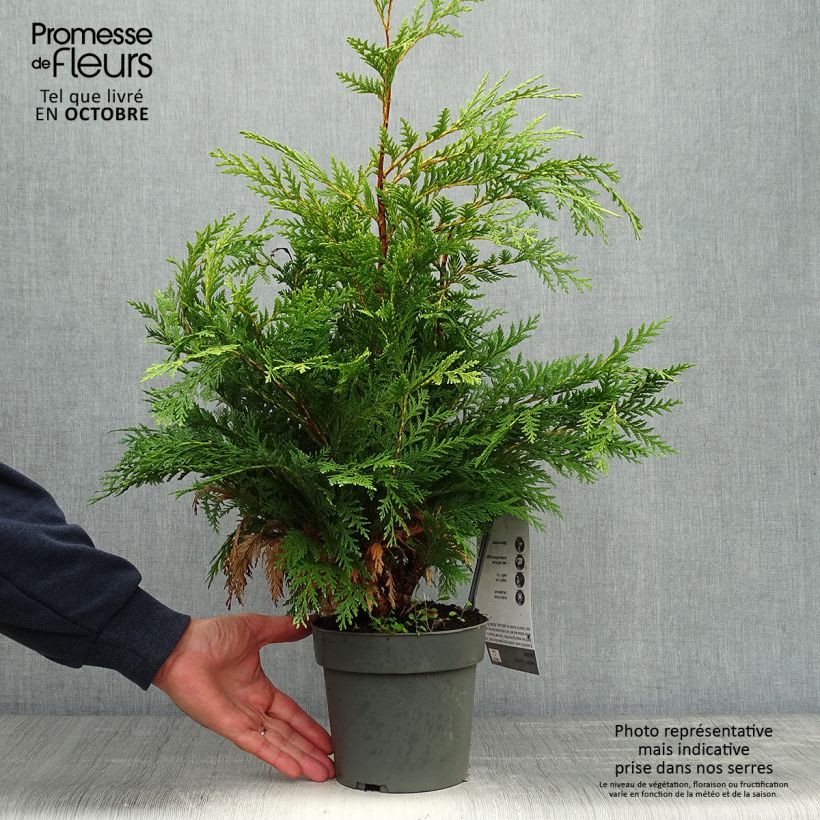 Chamaecyparis lawsoniana Sunkist - Lawson Cypress 2L/3L pot sample as delivered in autumn
