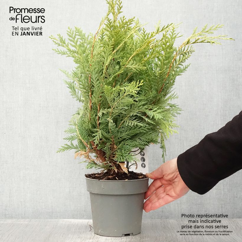Chamaecyparis lawsoniana Sunkist - Lawson Cypress 2L/3L pot sample as delivered in winter