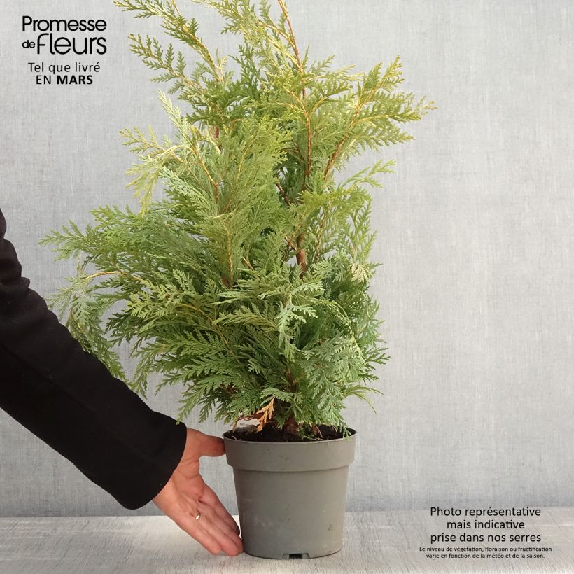Chamaecyparis lawsoniana Sunkist - Lawson Cypress 2L/3L pot sample as delivered in spring