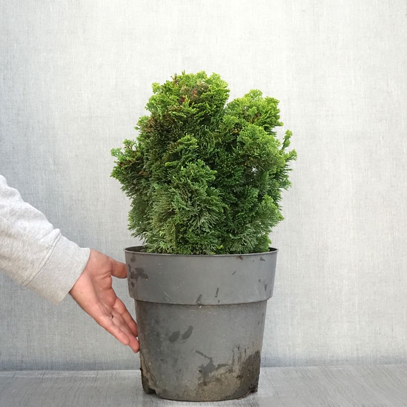 Chamaecyparis obtusa Aurea - Hinoki Cypress 7.5L/10L pot sample as delivered in autumn