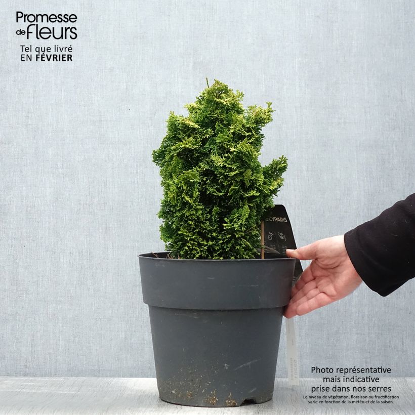 Chamaecyparis obtusa Aurea - Hinoki Cypress 7.5L/10L pot sample as delivered in winter