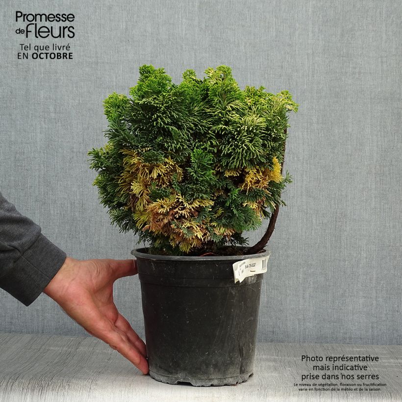 Chamaecyparis obtusa Aurora - Hinoki Cypress 4L/5L pot sample as delivered in autumn