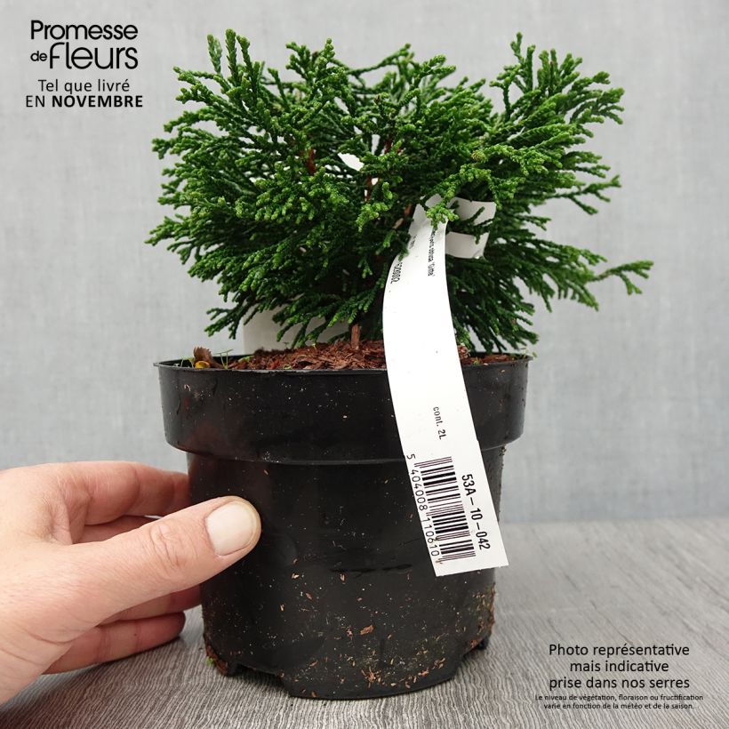 Chamaecyparis obtusa Gitte - Hinoki Cypress 2L/3L pot sample as delivered in autumn
