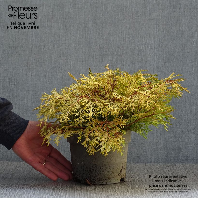 Chamaecyparis obtusa Kamarachiba - Hinoki Cypress 2L/3L pot sample as delivered in autumn